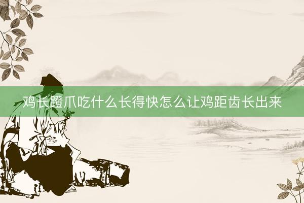 鸡长蹬爪吃什么长得快怎么让鸡距齿长出来