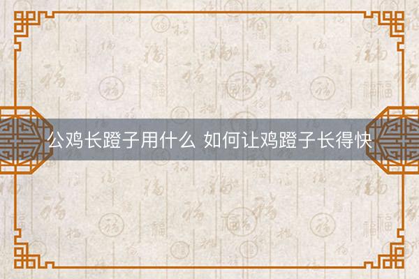 公鸡长蹬子用什么 如何让鸡蹬子长得快