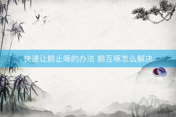 快速让鹅止啄的办法 鹅互啄怎么解决