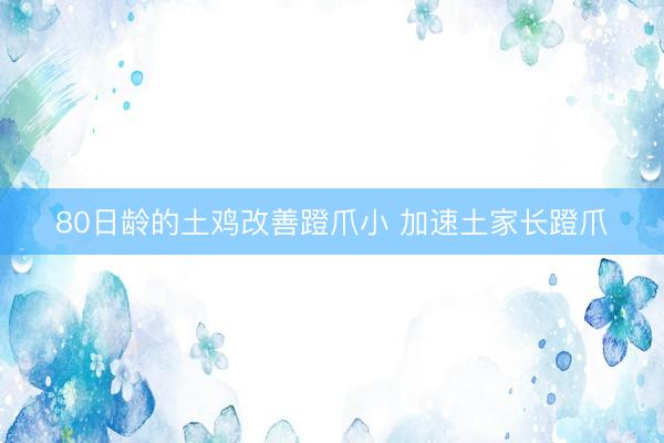 80日龄的土鸡改善蹬爪小 加速土家长蹬爪