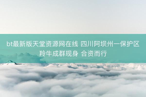 bt最新版天堂资源网在线 四川阿坝州一保护区羚牛成群现身 合资而行